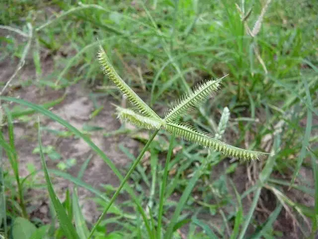 Dactyloctenuim aygeptum